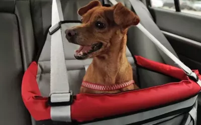 Sekurit Partner Brazil-Vai passear com o pet no carro? Veja como transportá-lo em segurança 2