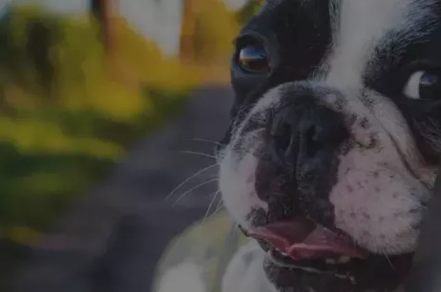 Sekurit Partner Brazil-Vai passear com o pet no carro? Veja como transportá-lo em segurança.png